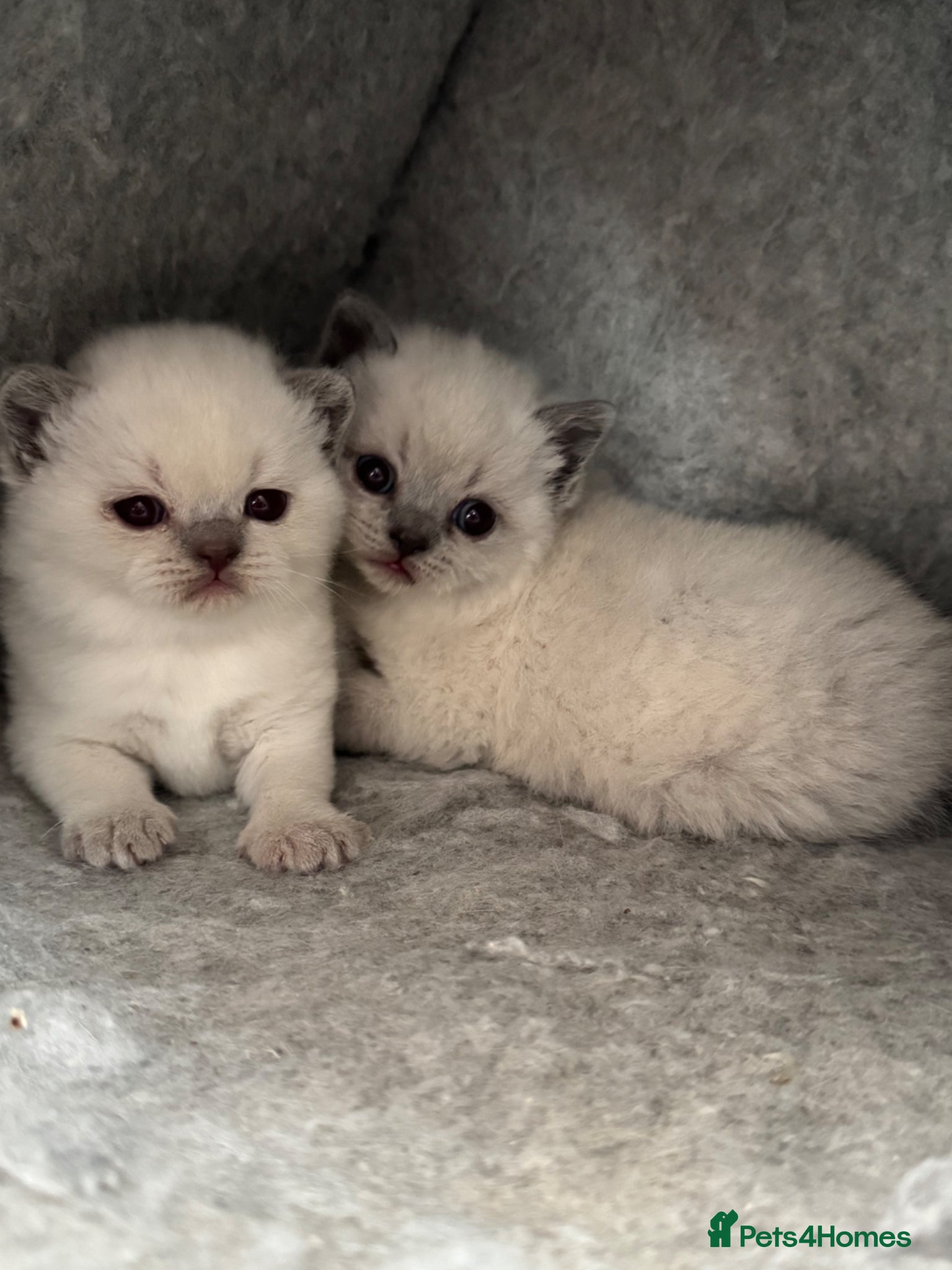British Shorthair cats for sale: Gorgeous GCCF colourpoints  - Advert 16