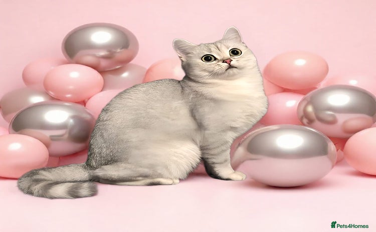 British Shorthair cats - Advert 8