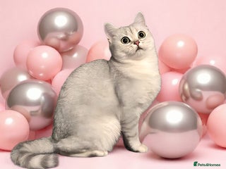 British Shorthair cats - Advert 34