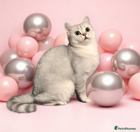 British Shorthair cats - Advert 10
