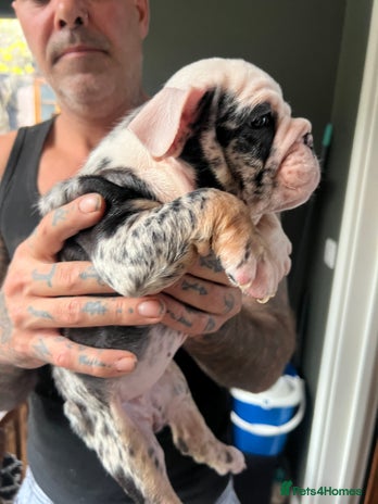 English Bulldog dogs Puppies - Advert 5