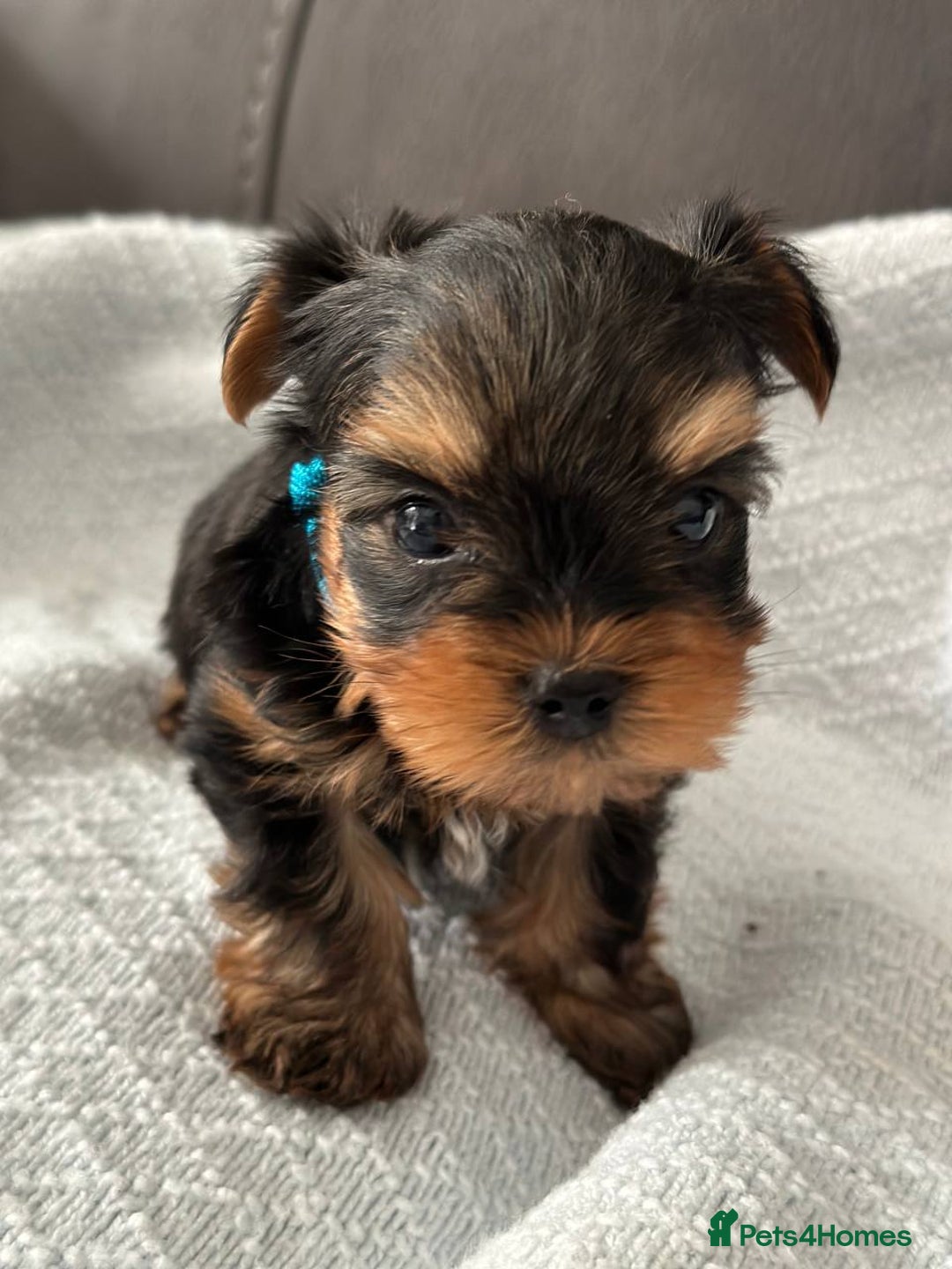 Yorkshire Terrier dogs for sale: Miniature Yorkie Puppies – Boy and Girl - Advert 7
