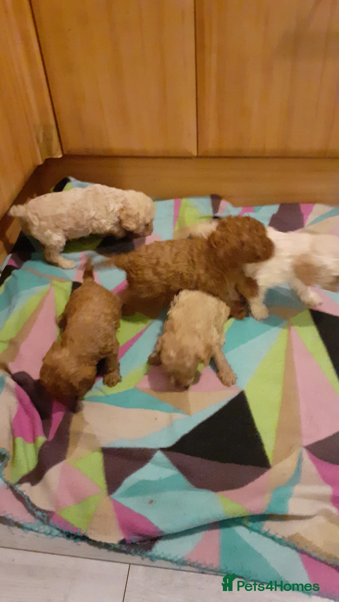 Cavapoo dogs for sale: Cavapoo pups for sale - Advert 18