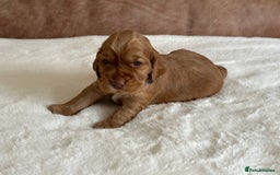 Cocker Spaniel dogs for sale: Extensively Health Tested KC Reg Puppies  - Image 16