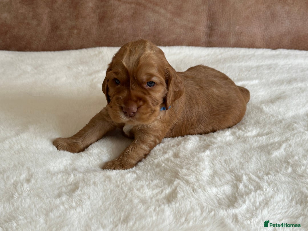 Cocker Spaniel dogs for sale: Extensively Health Tested KC Reg Puppies  - Image 16