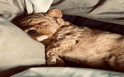 Maltipoo dogs for sale: F1 Maltipoo little boy 💙 - Image 1