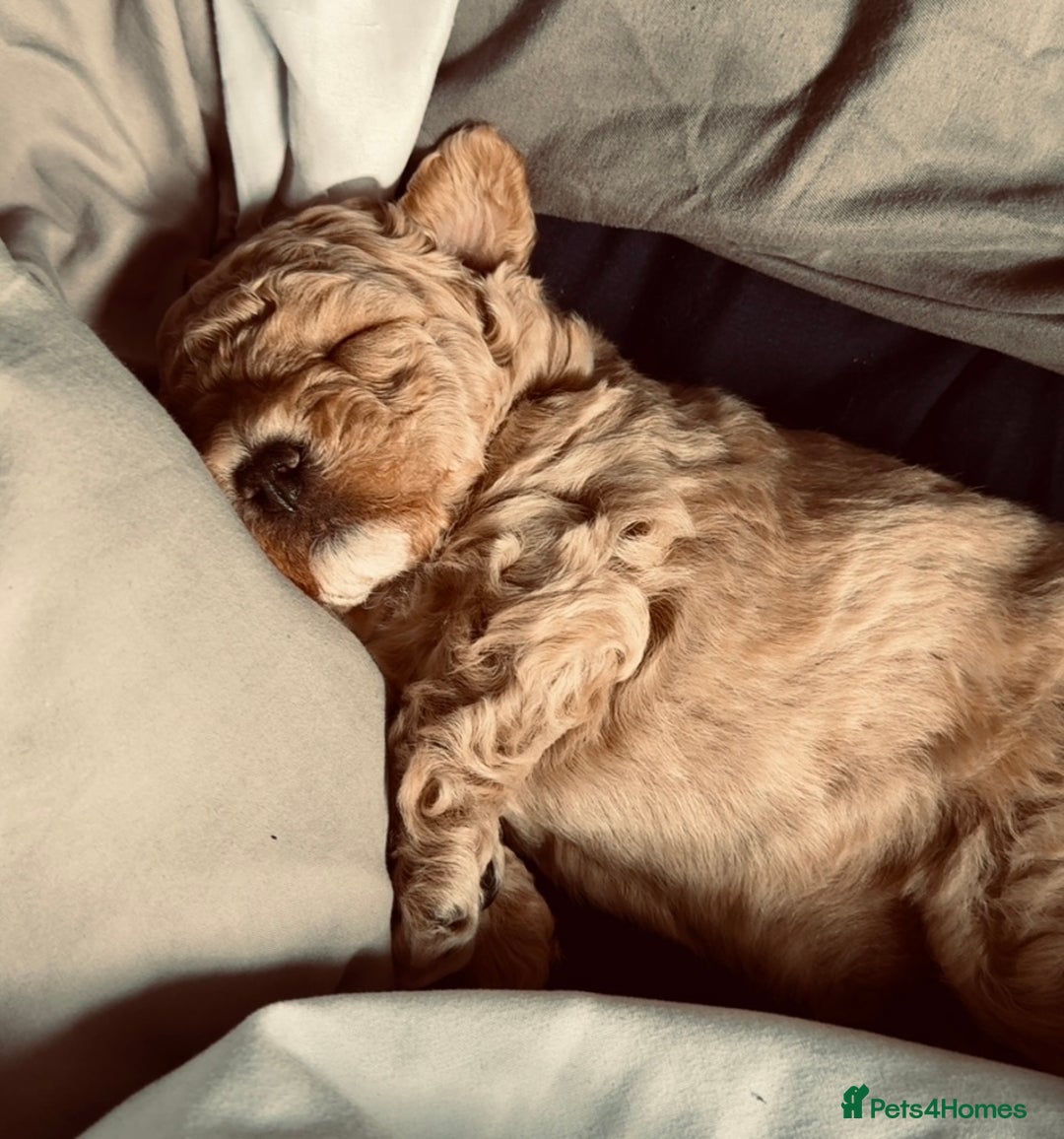 Maltipoo dogs for sale: F1 Maltipoo little boy 💙 - Image 1