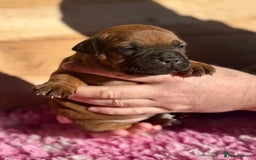 Staffordshire Bull Terrier dogs for sale: 7 Red Staffordshire Bull Terrier pups  - Advert 8