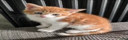 Mixed Breed cats for sale: 3 beautiful kittens in Cannock - Advert 2