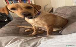 Labrador Retriever dogs for sale: Golden Labrador  - Image 4