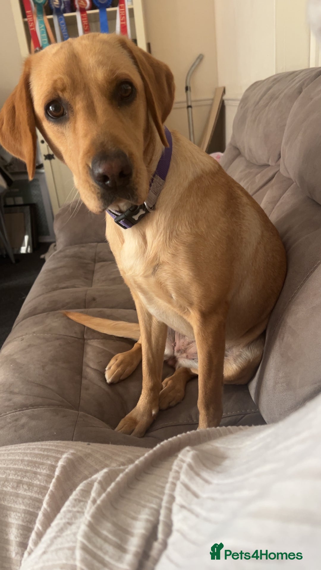 Labrador Retriever dogs for sale: Golden Labrador  - Image 4