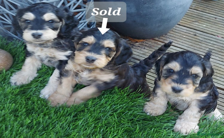 Mixed Breed dogs - Advert 10