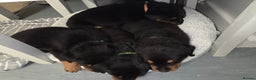 Rottweiler dogs for sale: Indie & dozer pups  - Advert 32