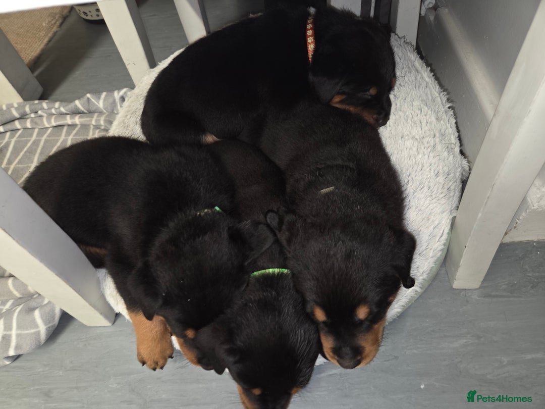 Rottweiler dogs for sale: Indie & dozer pups  - Advert 32