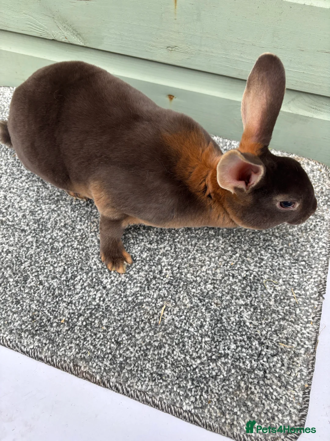 Rex rabbits for sale: Purebred Chocolate Otter Mini Rex bucks - Advert 5