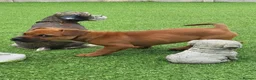 Mixed Breed dogs for adoption: Blu   - Advert 5