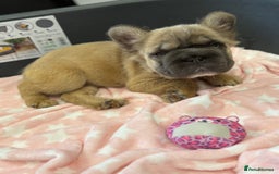 French Bulldog dogs for sale: Visual fluffy French bulldog puppies! - Image 11