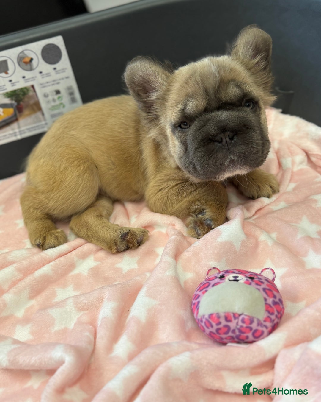 French Bulldog dogs for sale: Visual fluffy French bulldog puppies! - Image 11