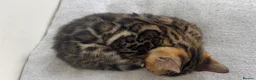Bengal cats for sale: Stunning Bengal Kittens – TICA Reg – high Quality  - Advert 3