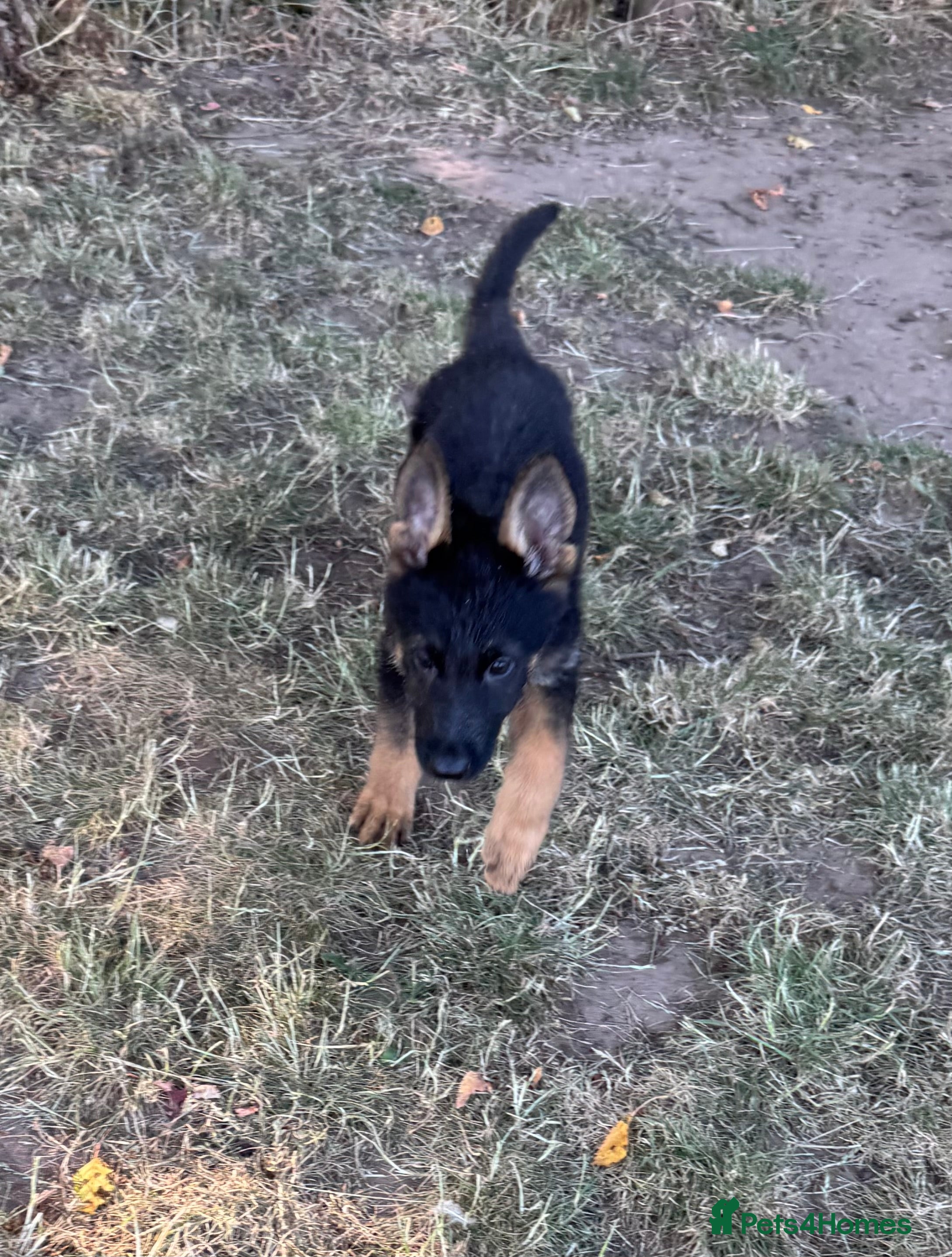 German Shepherd dogs !!!READY TO LEAVE!!! 10 beautiful GSD puppies - Advert 2