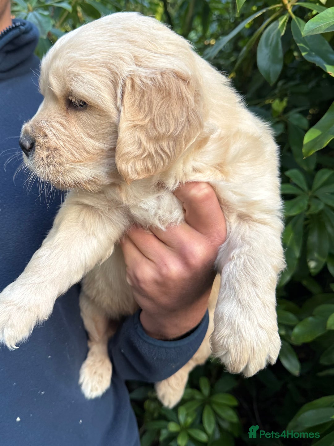 Golden Retriever dogs for sale: Four gorgeous boys available  - Advert 4