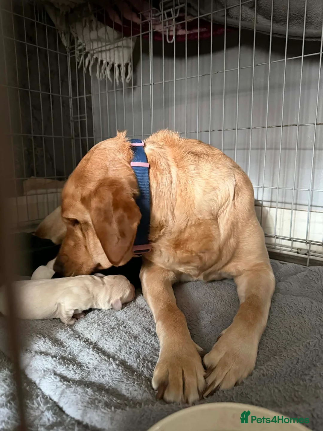 Labrador Retriever dogs for sale: Labrador puppys - Advert 1