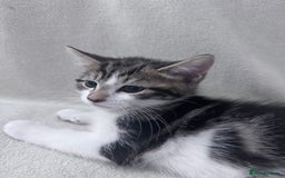 Mixed Breed cats for sale: Cute kittens looking for nice home  - Image 24