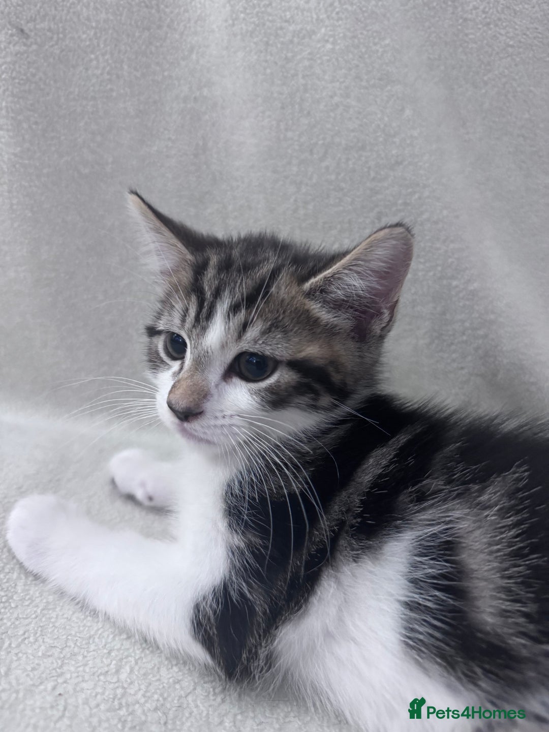 Mixed Breed cats for sale: Cute kittens looking for nice home  - Image 24