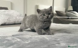 British Shorthair cats for sale: British shorthair  in Blackpool - Image 7