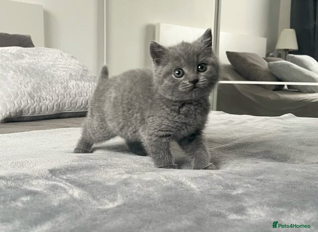 British Shorthair cats for sale: British shorthair  in Blackpool - Image 7