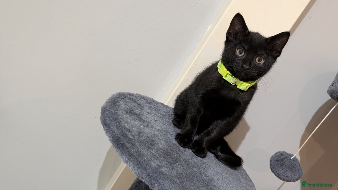 Mixed Breed cats for sale: Beautiful Kittens - Image 9