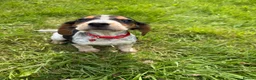 Bocker dogs for sale: Bred From Health Tested Parents - Advert 1