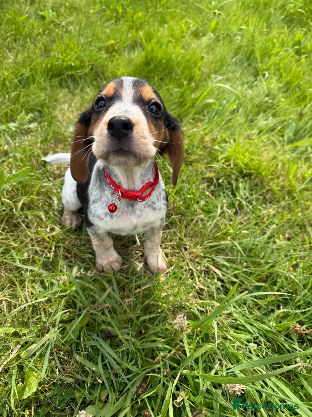 Bocker dogs for sale: Bred From Health Tested Parents - Advert 1