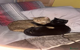 British Shorthair cats for sale: Black British Shorthair Female - Image 6