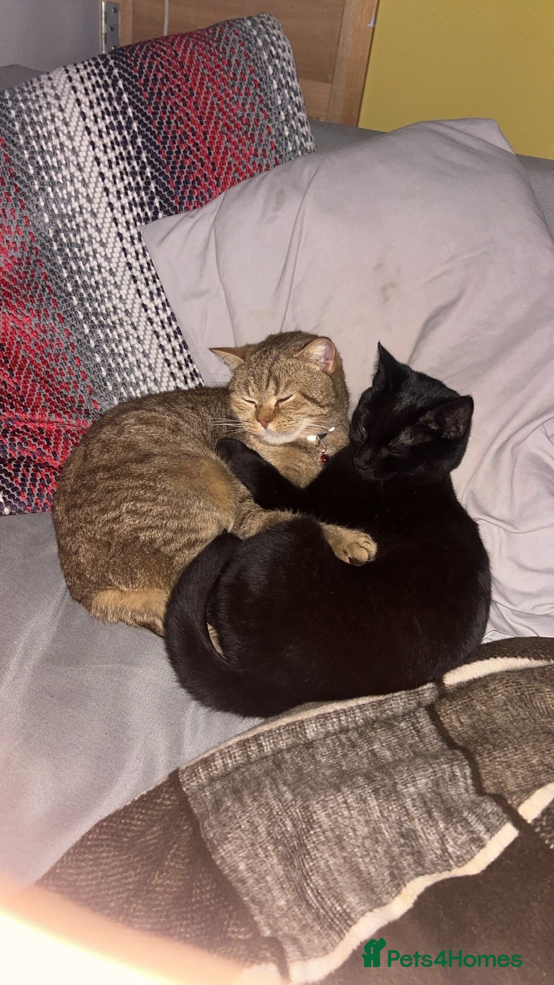 British Shorthair cats for sale: Black British Shorthair Female - Image 6