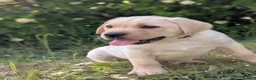 Labrador Retriever dogs for sale: Labrador puppys - Advert 4