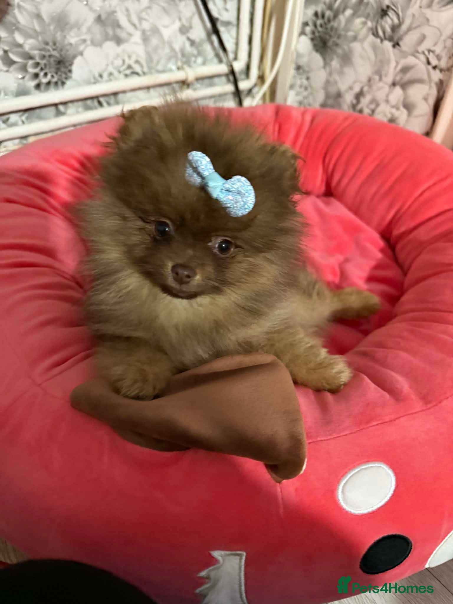 Pomeranian dogs 🐾✨ last Adorable Pomeranian Puppy For Sale ✨🐾 - Advert 4