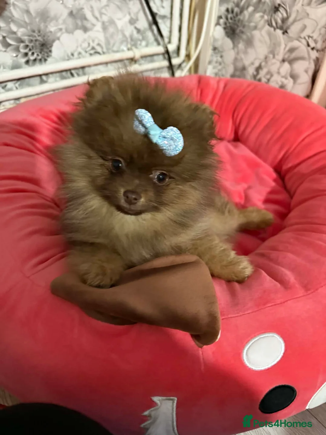 Pomeranian dogs for sale: 🐾✨ last Adorable Pomeranian Puppy For Sale ✨🐾 - Advert 1
