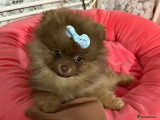 Pomeranian dogs 🐾✨ last Adorable Pomeranian Puppy For Sale ✨🐾 - Advert 4
