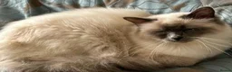 Birman cats for sale: Beautiful Blue Point Birman-Ragdoll Kittens in Leicester - Advert 15
