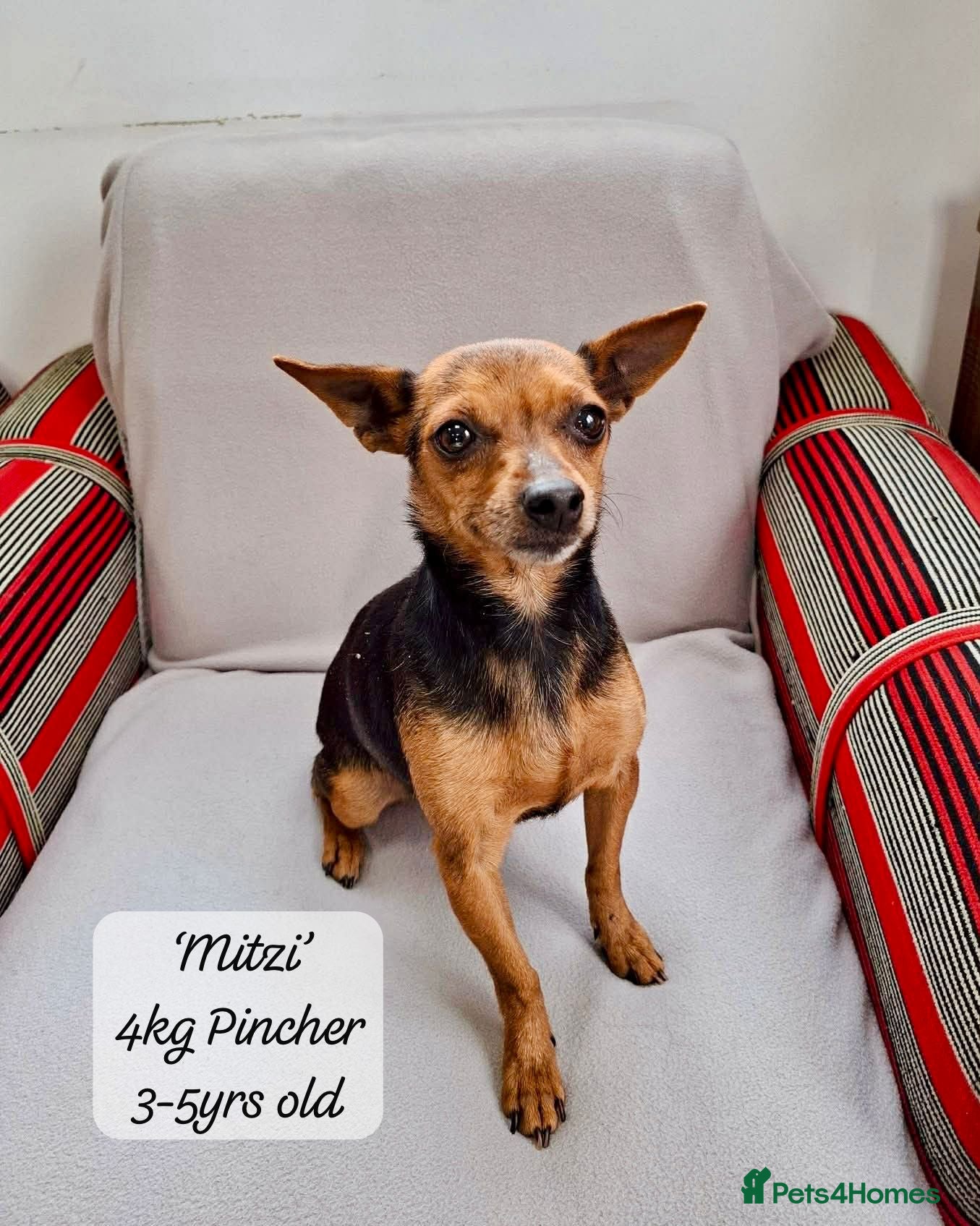 Mixed Breed dogs Mitzi, Small 3-5 yr old. Available for adoption. - Advert 1