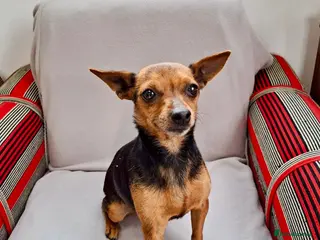 Mixed Breed dogs Mitzi, Small 3-5 yr old. Available for adoption. - Advert 1