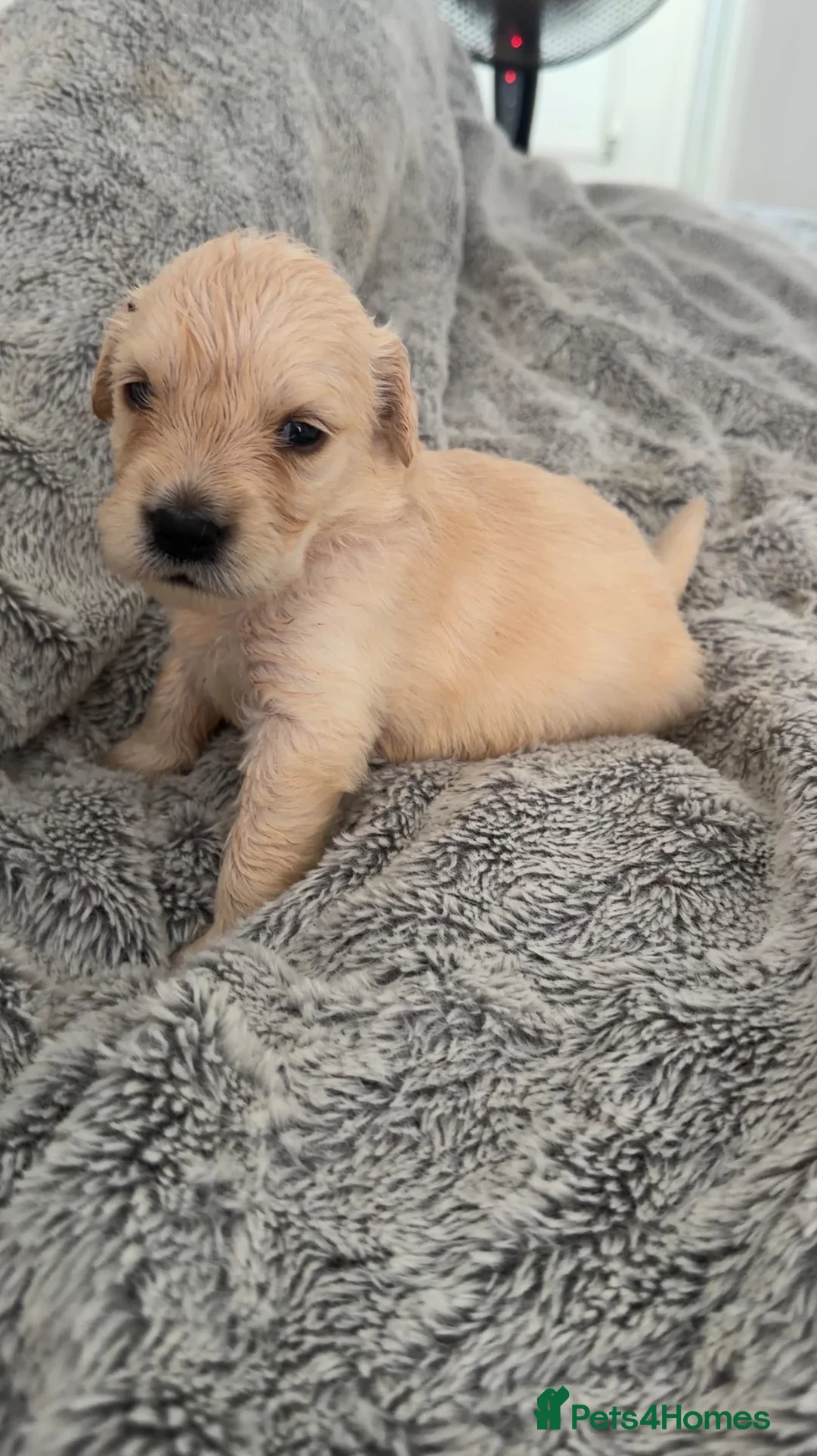 Golden Retriever dogs for sale:  Golden retriever puppies  - Advert 31