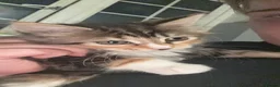 Mixed Breed cats for sale: Kittens in Tonbridge - Advert 10