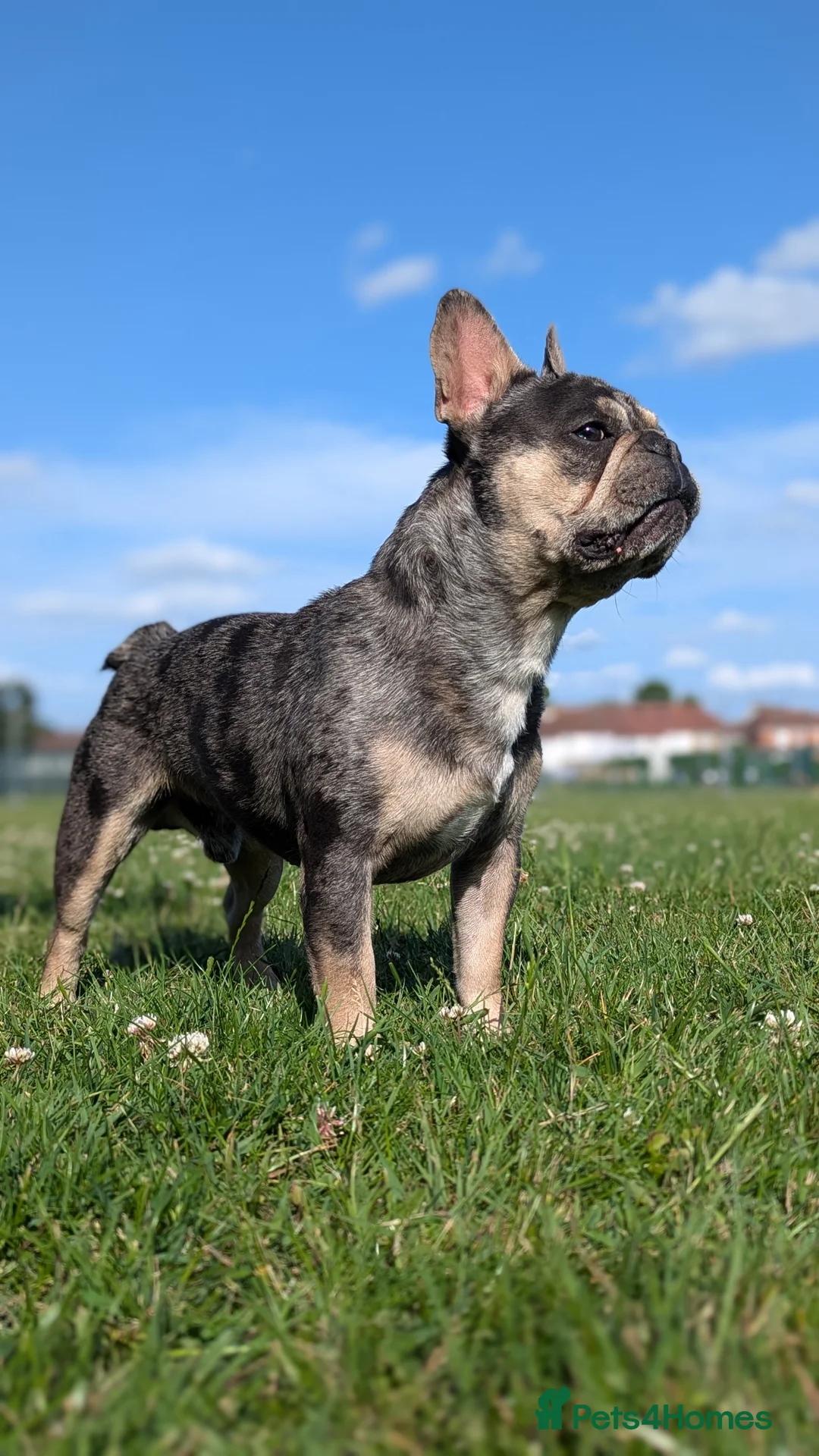 French Bulldog dogs for stud: Biscuit the KC REGISTERED French Bulldog Stud 💙🐶 - Advert 8