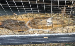 Guinea Pig rodents for sale: Guinea pig looking for new forever home. - Image 2