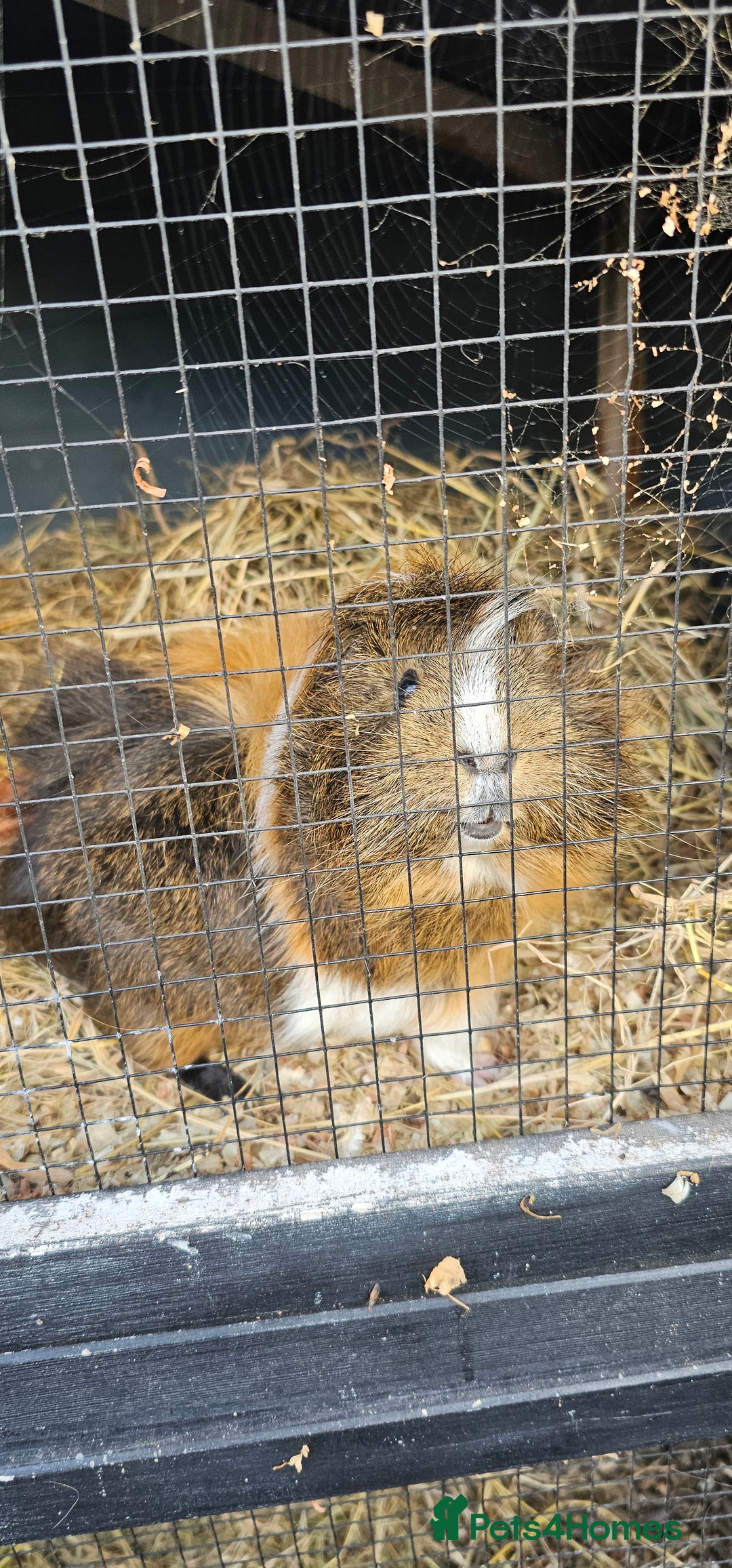 Guinea Pig rodents for sale: Guinea pig looking for new forever home. - Image 2