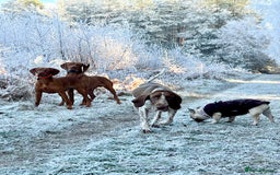 Bracco Italiano dogs for sale: Family raised Bracco Italiano puppies - Image 7