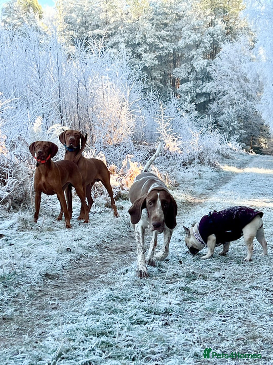 Bracco Italiano dogs for sale: Family raised Bracco Italiano puppies - Image 7