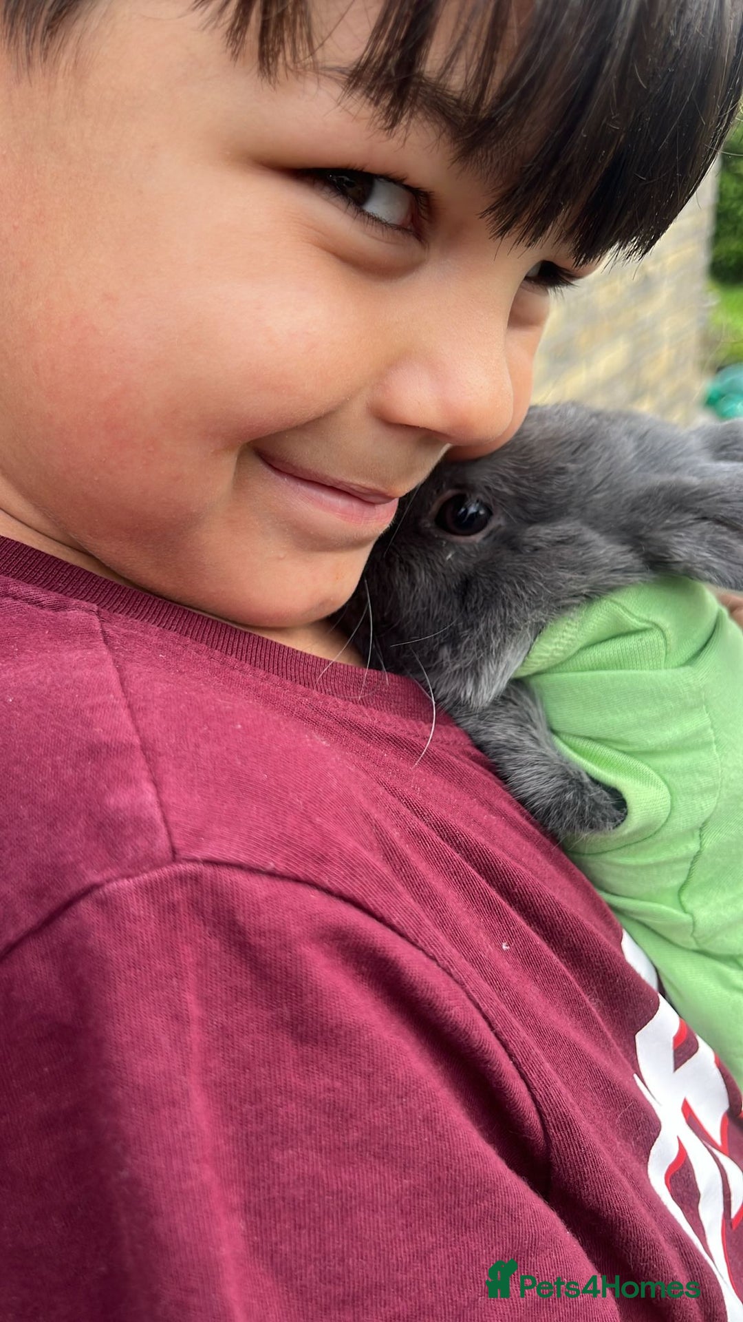 Mixed Breed rabbits for sale: Indoor rabbits klinny and bounty.  - Advert 3
